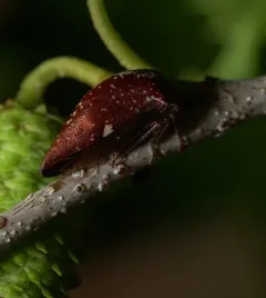 Stupid Treehopper thumbnail 3