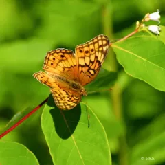 Variegated Fritillary thumbnail 3
