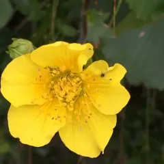 Eastern Mountain Avens thumbnail 2