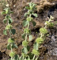 White Horehound thumbnail 3