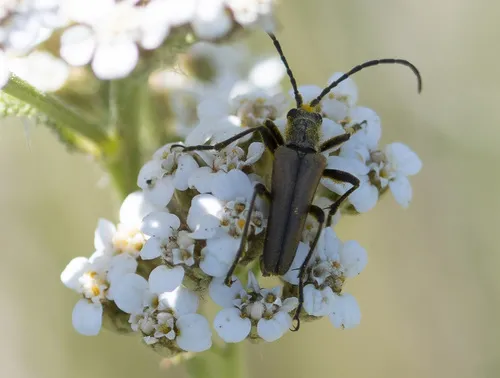 Stenocorus vestitus