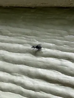 Chevrolat's Myrmex Weevil thumbnail 3