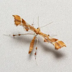 Rose Plume Moth thumbnail 3