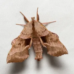 Walnut Sphinx thumbnail 4