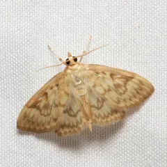 Saw-toothed Crocidophora Moth thumbnail 4