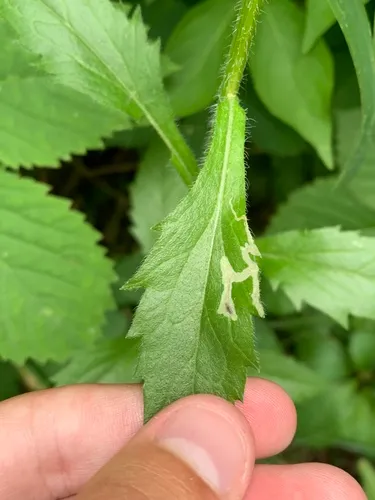 Aster Leafminer