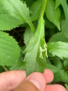 Aster Leafminer thumbnail 1