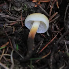 Flammulina populicola thumbnail 2