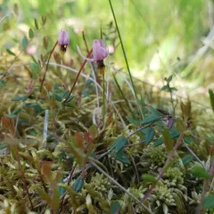 bog cranberry thumbnail 4