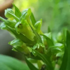 Frog Orchid thumbnail 2