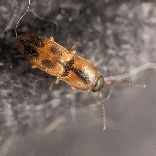 Sweet Click Beetle