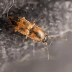 Sweet Click Beetle thumbnail 1