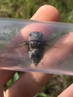 Green-winged Cicada thumbnail 2