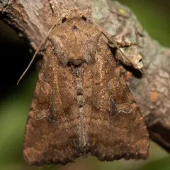 Veiled Ear Moth thumbnail 3