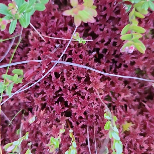 Red Peatmoss