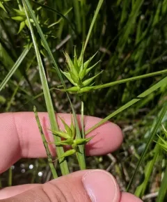 Michaux's sedge thumbnail 1