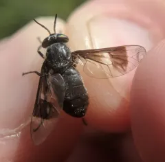 Charcoal Deer Fly thumbnail 2