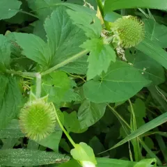 rough avens thumbnail 3
