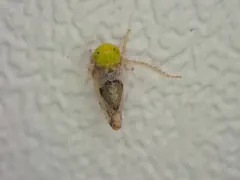 Hishimonus sellatus thumbnail 1