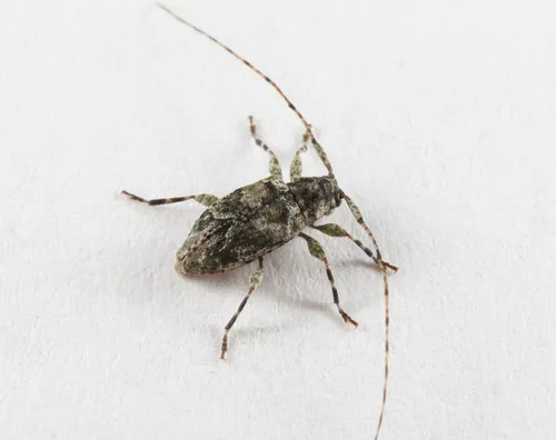Astylidius parvus