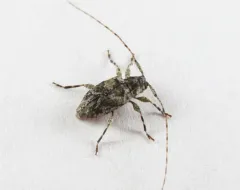 Astylidius parvus thumbnail 1