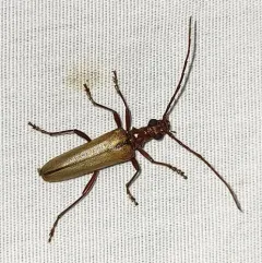 Discolored Long-horned Beetle thumbnail 3