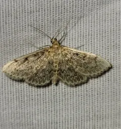 Quebec Anania Moth thumbnail 4