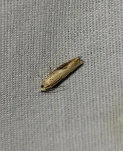 Pseudexentera costomaculana thumbnail 3