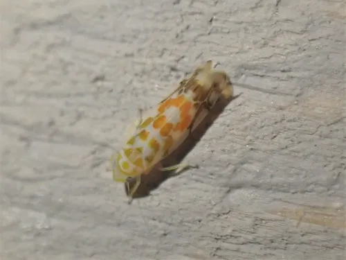 orange-spotted leafhopper