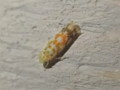 orange-spotted leafhopper thumbnail 1
