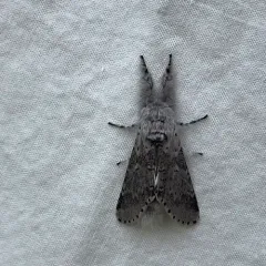 Gray Furcula Moth thumbnail 4