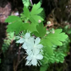 Willamette False Rue Anemone thumbnail 2