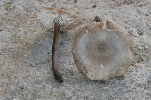 Melanoleuca graminicola