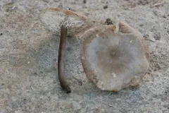 Melanoleuca graminicola thumbnail 1