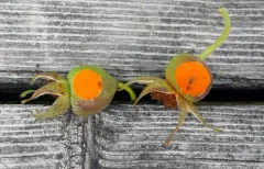 Burnet Rose Rust thumbnail 2