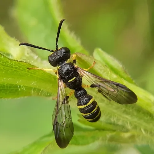 Cerceris arelate