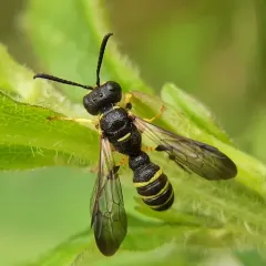Cerceris arelate thumbnail 1
