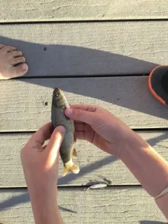 Utah Chub thumbnail 2