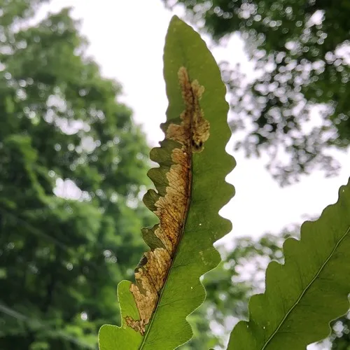 Chirosia gleniensis