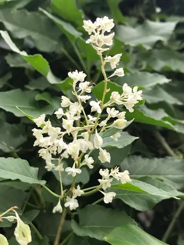 Bukhara Fleeceflower