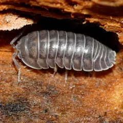 Nosy Pill Woodlouse thumbnail 2