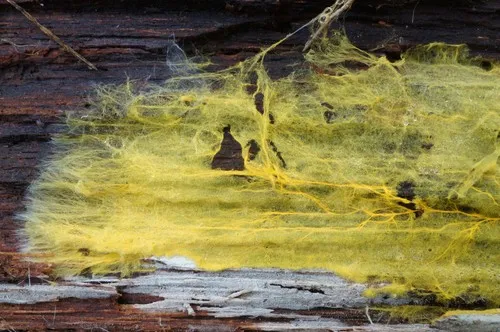 Piloderma fallax