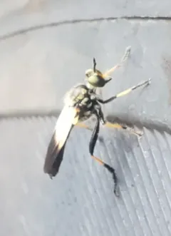 Appalachian Longhorn Robber thumbnail 4