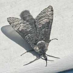 Poplar Carpenterworm Moth thumbnail 1