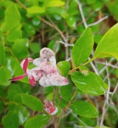 Lingonberry Gall thumbnail 4