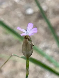 Proliferous Pink thumbnail 3