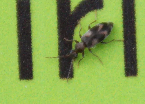 Notoxus subtilis