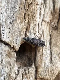Tomoxia lineella thumbnail 4