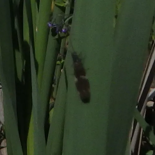 Serrate Dark Fishfly