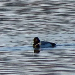 Lesser Scaup thumbnail 1